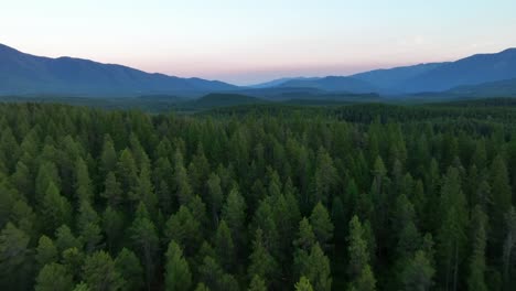 Dense-Thicket-With-Conifer-Trees-In-Flathead-National-Park-In-Montana,-United-States,-Aerial-Drone-Shot