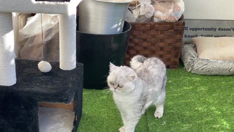white-and-gray-persian-cat-sit-on-the-garden-and-look-around-at-sunny-day