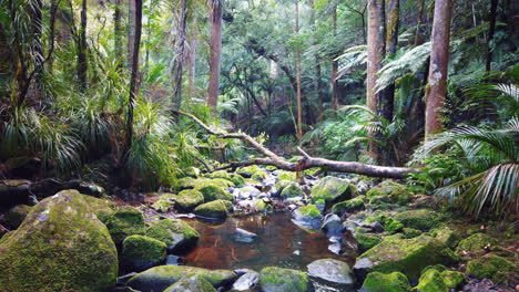 Calm-creek-in-middle-of-green-humid-rainforest-in-New-Zealand,-static-shot