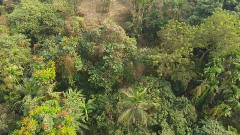 Area-view-shot-of-jungle-or-forest