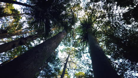 Crowns-of-tropical-rainforest-trees-in-natural-wilderness-park-of-New-Zealand