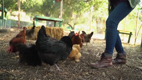 Low-angle-shot-of-a-farmer-woman-feeding-her-hens-and-chickens-in-a-rural-farm-in-the-countryside