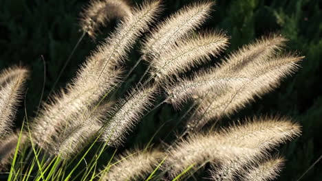 Close-up-ornamental-grass-plumes-backlit-by-sun,-sway-in-breeze