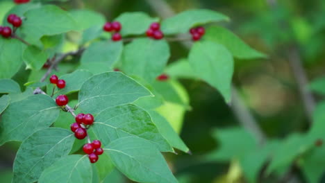 Close-up-honeysuckle-leaves-laden-with-berries