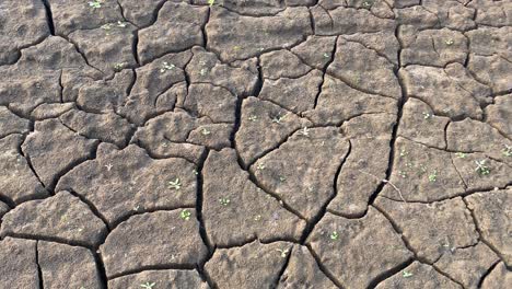 Primer-Plano-De-Terreno-Agrietado-Deshidratado-Seco-Con-Pequeños-Brotes-De-Plantas-En-Crecimiento