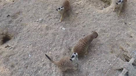 Feeding-meerkats-in-the-Zoo