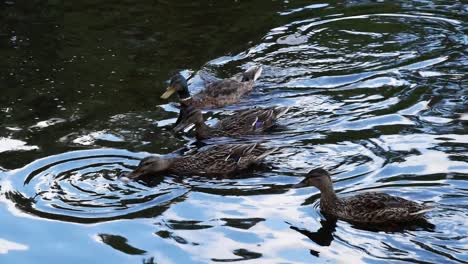 Gruppe-Von-Enten,-Die-Auf-Einem-Teich-Schwimmen