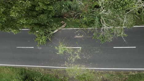 Fallen-Tree-Lying-Down-The-Asphalt-Road-With-Driving-Vehicle-At-Daytime