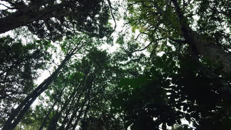 Trees-in-rainforest-of-New-Zealand,-walking-under-canopy,-slow-motion