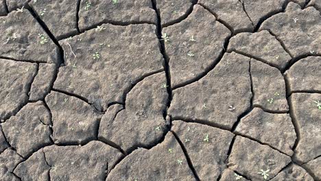 Close-up-of-cracked-clay-soil-terrain-with-growing-sprouts,-sliding-sideways