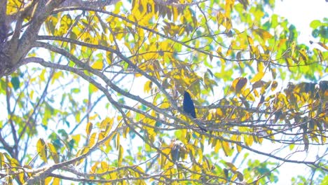 Pájaro-Drongo-Sentado-En-Ramas-Densas-De-árboles-En-Un-Día-Soleado,-De-Mano