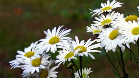 A-small-grouping-of-daisies-sway-in-a-gentle-breeze