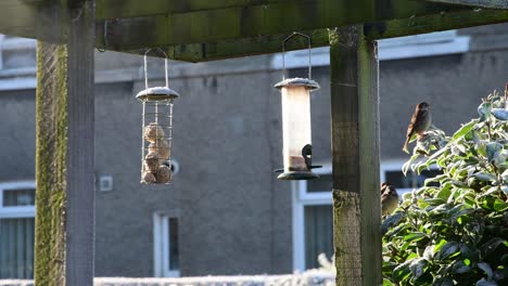 Hot-air-from-a-house-vent-goes-onto-the-bird-feeder