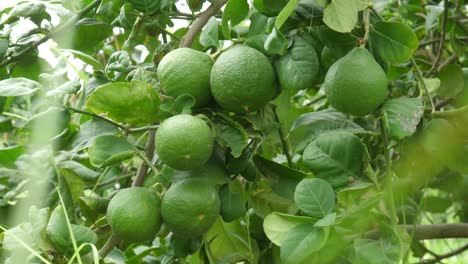 Fresh-Green-Pomelos-Hanging-Off-Branch-On-Tree