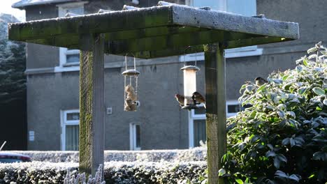 Wide-shot-of-birds-at-a-bird-feeder-on-a-cold-day