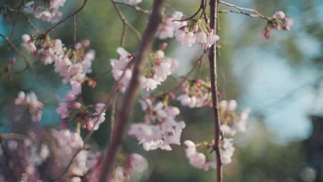 Hermosas-Flores-De-Cerezo-Rosa-Sakura-Floreciendo-En-Primavera-En-Kyoto,-Japón