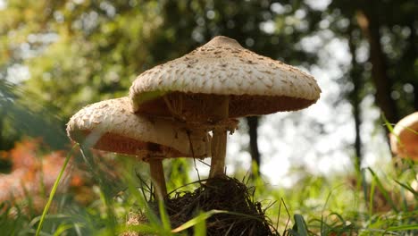 Macro-shot-of-a-mushroom-in-English-woodland,-possibly-The-Prince,-Agaricus-augustus