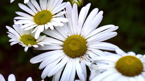 Close-up-of-a-group-of-daisy-flowers