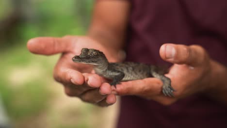 Close-up-of-a-little-baby-alligator-hatchling-being-held-in-the-hands-of-a-person,-close-up-with-bokeh