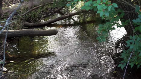 Creek-flows-past-trees-and-fallen-logs