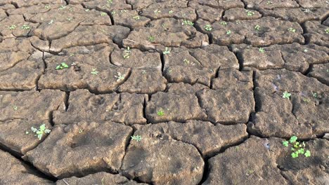 Plant-sprouting-on-dried-cracked-mus-soil-terrain,-closeup,-tilt-down-reveal