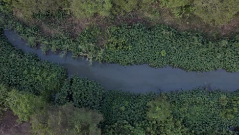Overhead-Shot-Of-Natural-Swamp-Middle-Of-Green-Wild-nature