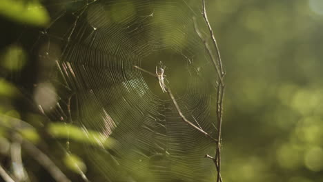 Spider-sits-in-elaborate-web-in-morning-forest-glow,-close-up