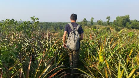 Rear-full-shot-of-man-during-trekking-lost-in-beautiful-pineapple-plants,-Sylhet