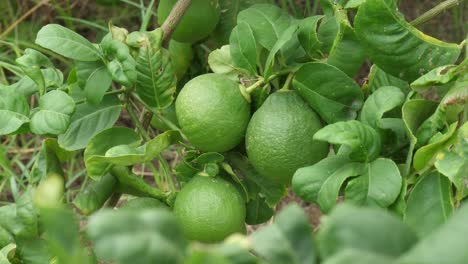 View-Of-Fresh-Green-Pomelos-Hanging-Off-Branch-On-Tree