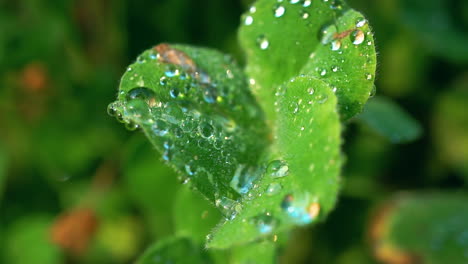 Macro-view-of-morning-dew-droplets-on-the-leaves-of-a-garden-plan