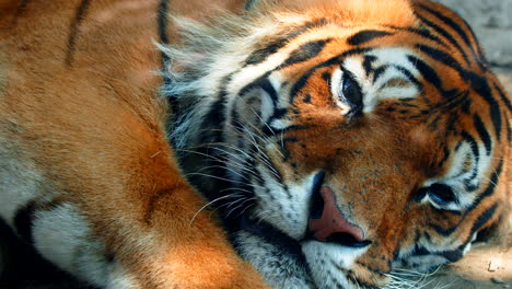 Close-Up-Panning-Shot-of-Beautiful-Asian-Tiger-Sleeping-in-the-Shade