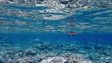 Baby-Meeresschildkröte,-Die-Im-Blauen-Ozean-Unter-Den-Meereswellen-über-Den-Wunderschönen-Korallenriffen-Schwimmt