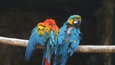 Close-up-of-Two-colorful-macaw-parrots-on-a-tree-branch-grooming,-preening