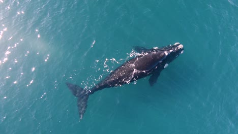 Whale-resting-peacefully-on-the-calm-turquoise-surface---Aerial-Top-View-slowmo