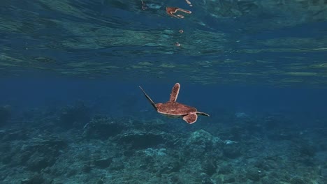 Baby-Meeresschildkröte,-Die-Im-Ozean-Schwimmt