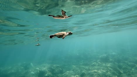 Nahaufnahme-Einer-Babyschildkröte,-Die-Wütend-Schwimmt-Und-An-Der-Meeresoberfläche-Luft-Holt