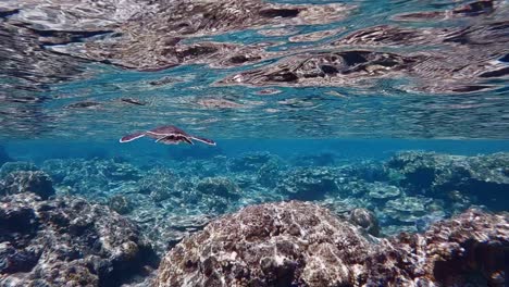 Junge-Grüne-Meeresschildkröte-Schwimmt-In-Der-Wasseroberfläche---Chelonia-Mydas---Unter-Wasser