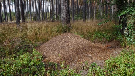 Troop-Of-Red-Ants-Rushing-On-Top-Of-Ant-Hill-Inside-The-Forest-In-Wdzydze,-Poland-During-Daytime