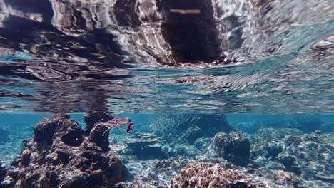 Una-Tortuga-Marina-Bebé-Nadando-Bajo-Las-Olas-Del-Mar-Azul-Profundo-Sobre-Los-Hermosos-Arrecifes-De-Coral