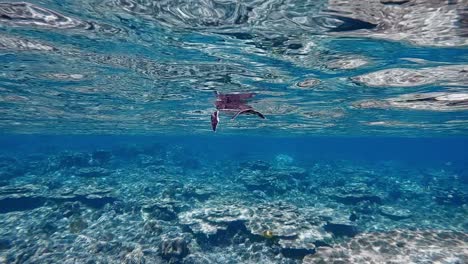 Bebé-Tortuga-Verde-Nadando-Y-Respirando-Aire-Sobre-La-Superficie-Del-Agua-Del-Océano-Azul