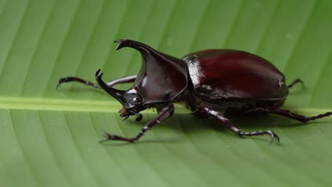 Close-up-side-view-of-large,-shiny-brown-rhinoceros-beetle,-Dynastinae