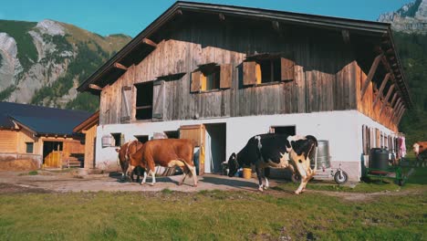 A-herd-of-natural-cows-are-walking-back-into-their-stables-in-a-romantic-and-idyllic-Austrian-mountain-village-in-the-Tirol-alps-in-summer-for-giving-their-milk