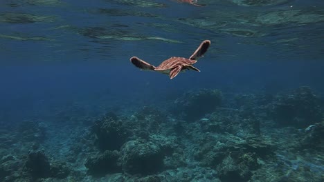 Baby-Green-Sea-Turtle-Under-The-Shallow-Blue-Water---Marine-Life---underwater