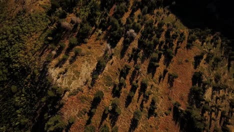 Straight-down-aerial-shot-of-the-sunrise-glow-upon-the-Uinta-Forest-on-the-Nepo-loop