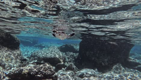 Baby-Meeresschildkröte-Mit-Rifffischen,-Die-Tagsüber-Im-Seichten-Wasser-Unter-Den-Wellen-Schwimmen