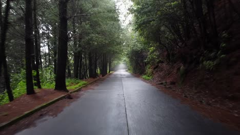 Driving-slowly-down-dark-forest-road-through-green-canopy-of-trees