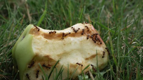 Ants-eating-bitten-apple-lying-on-grass,-close-up