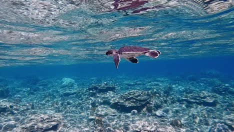 Eine-Junge-Grüne-Meeresschildkröte,-Die-In-Zeitlupe-Mit-Den-Flossen-Schlägt,-Während-Sie-Auf-Dem-Riff-Schwimmt---Unter-Wasser
