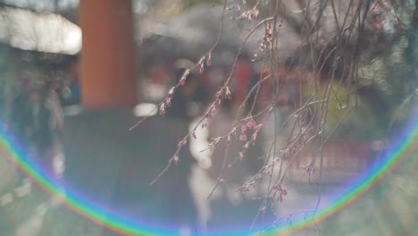 Flores-De-Cerezo-De-Sakura-Con-Una-Imagen-Borrosa-De-Turistas-Caminando-En-El-Fondo-Y-Rodeados-Por-Las-Bengalas-De-Una-Lente-Vintage-En-Kyoto,-Japón