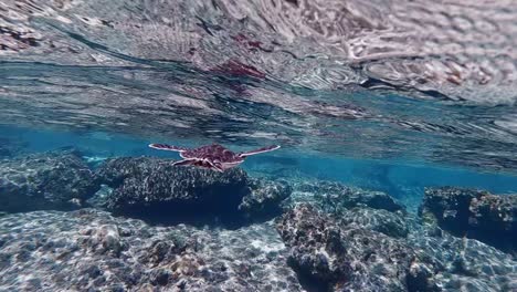 Wunderschöne-Grüne-Meeresschildkröten,-Die-Schwimmen-Und-Mit-Flossen-über-Den-Korallenriffen-Schlagen